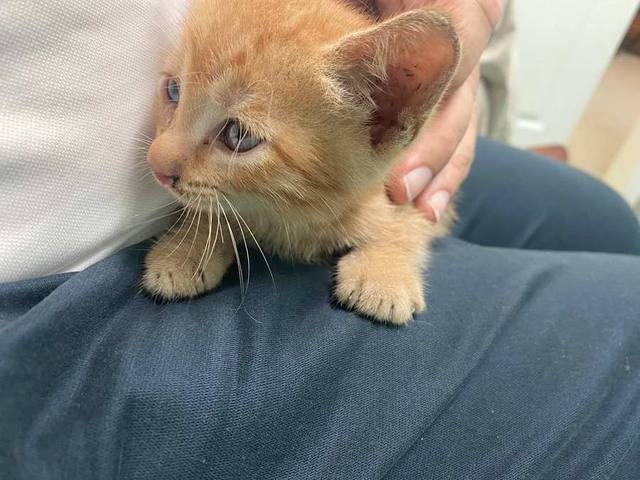 The kitten Dennis carried off a three-lane highway, September 2023.